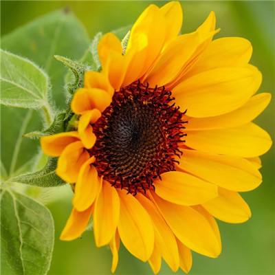 摩根士丹利预计美元涨势难持久 美欧利差料收窄且伊朗战争恐拖累经济